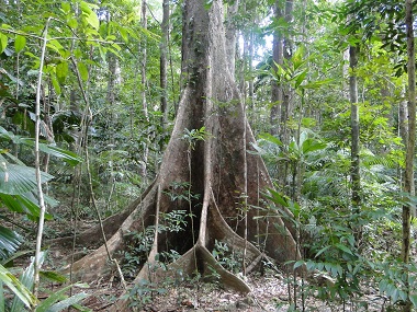 Jungle landscape in Rainforest Hideaway