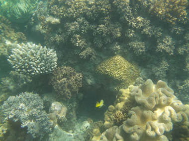 Michaelmas Cay's Reef