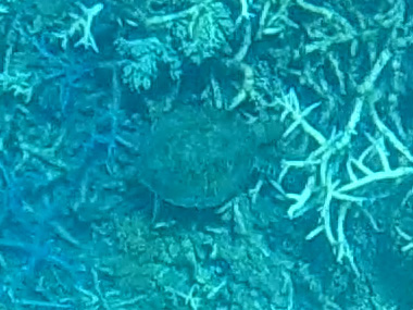 Green turtle in Hastings Reef