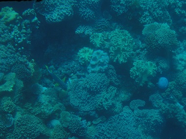 Vista del arrecife desde la barca con fondo de cristal