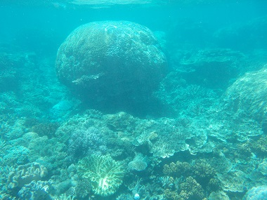 Reef Magic's reef