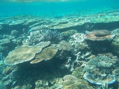 Arrecife de Reef Magic