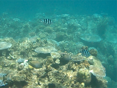 Reef Magic's reef