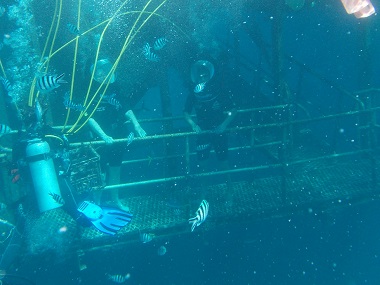 Paseos submarinos con Reef Magic