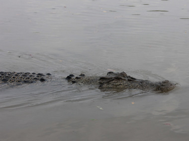 Crocodile aproaching to us