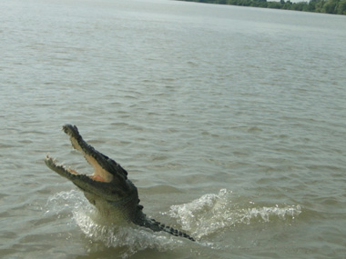 Jumping crocodile
