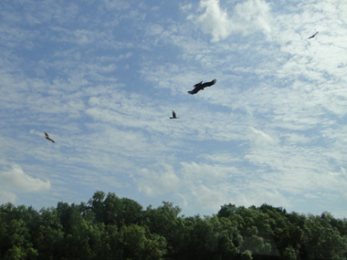 Kites soming for food