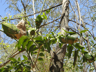 Hormigueros en los rboles de Kakadu