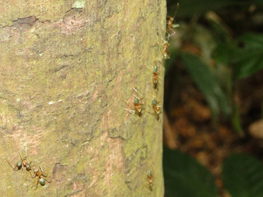 Hormigas australianas
