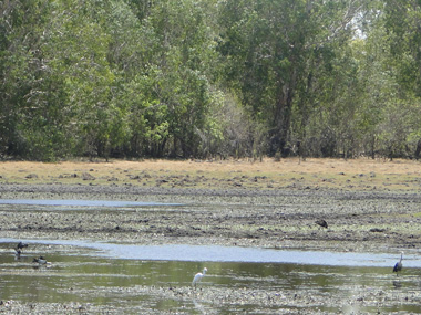Aves acuticas en Kakadu