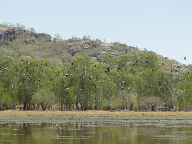 Birds in a Kakadu's billabong