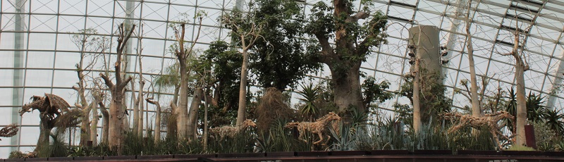 Madagascar Area at Flower Dome