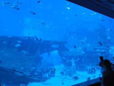 Aquarium with shipwreck