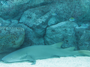 Shark at SEA Aquarium
