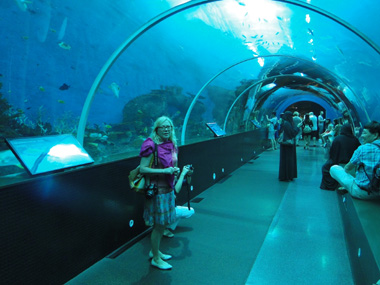 Glass tunnel in SEA Aquarium