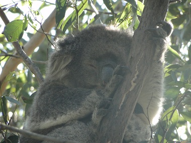 Koala in Kenneth River