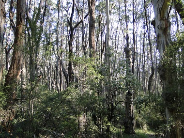 Eucalyptus forest in Otway N. P.