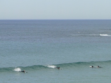 Surfers in Torquay