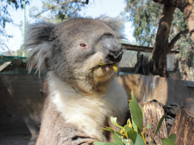 Our koala
