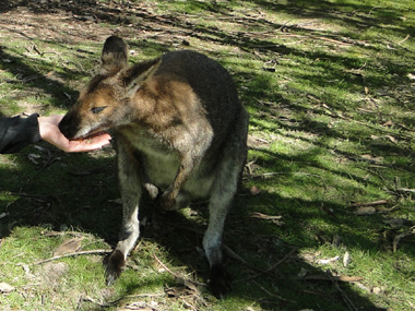 Feeding a wallaby
