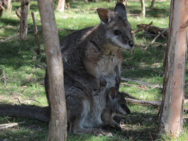 Wallaby with baby