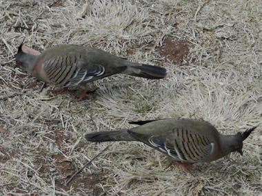 Typical doves of Australian Outback