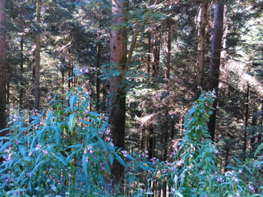 Black Forest vegetation