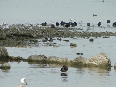 Aves acuticas en el Lago Chiemsee