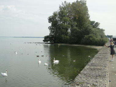 Birds in Chiemsee Lake