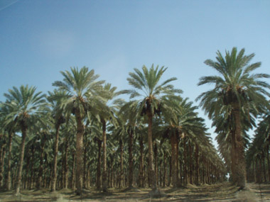 Palm trees plantation in Israel