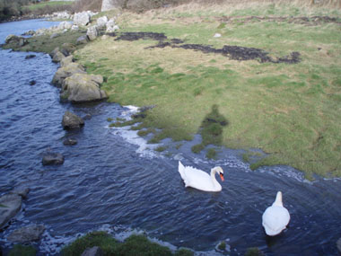 Cisnes en el Dunguaire Castle