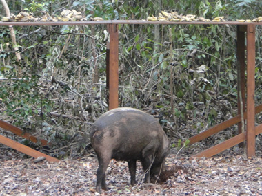 Wild boar in Camp Leakey