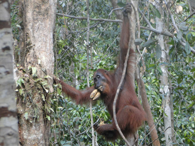 Female orangutan in Camp Leakey