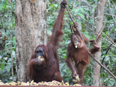 Orangutans in Camp Leakey
