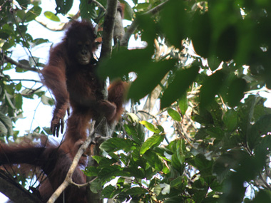 Orangutan throwing a branch to us