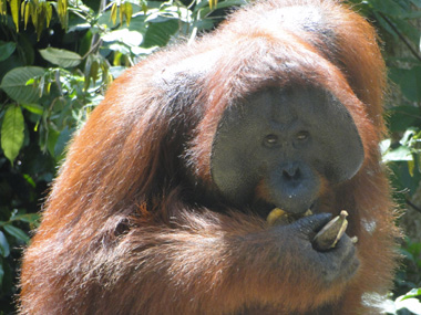 Male orangutan in Pondok Tanggui