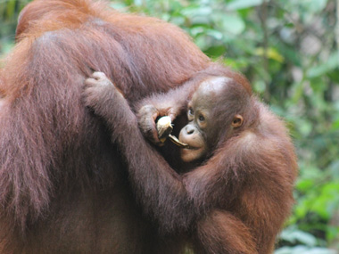 Baby orangutan in Pondok Tanggui