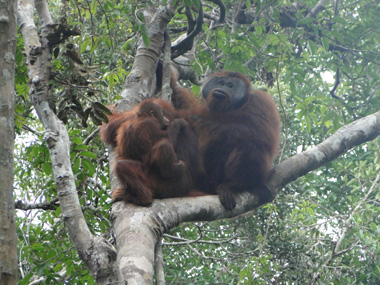 Orangutan family in Pondok Tanggui