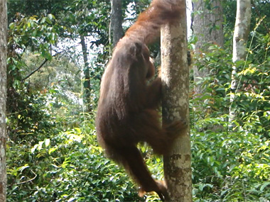 Orangutans in Pondok Tanggui