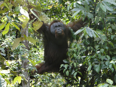 Orangutan in Pondok Tanggui