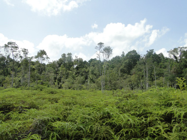 Pondok Tanggui landscape