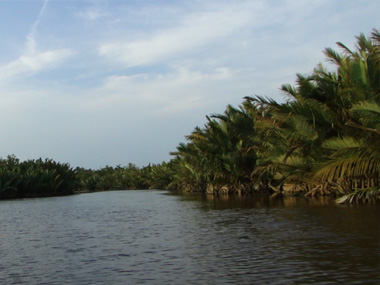 Tanjung Puting Landscape