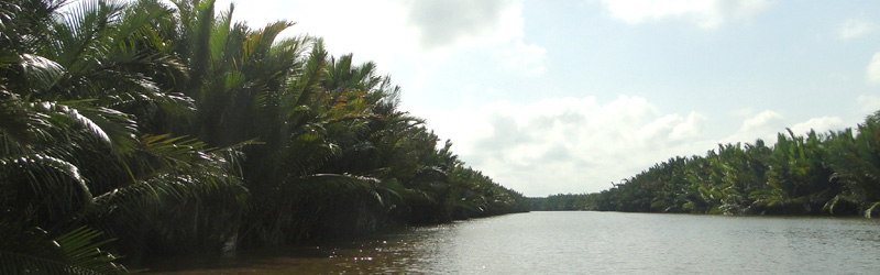 Palm trees at the entrance of Tajung Puting National Park