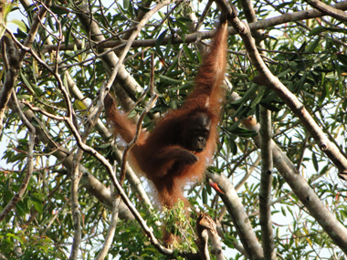 Orangutn en Tajung Harapan