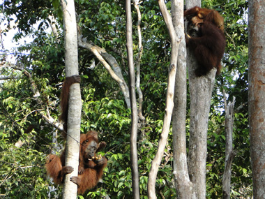 Orangutans at Tajung Harapan