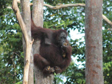 Orangutana en Tajung Harapan
