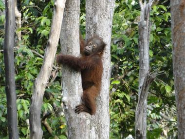 Young orangutan at Tajung Harapan