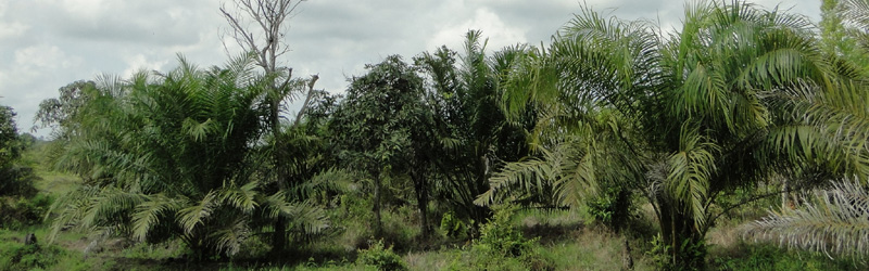 Plantacin de palmeras para aceite de palma