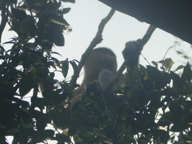 Proboscis monkey in front of our room