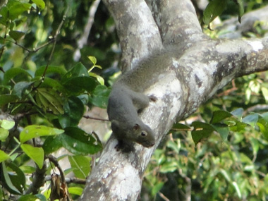 Indonesian squirrel